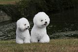 BICHON FRISE 002